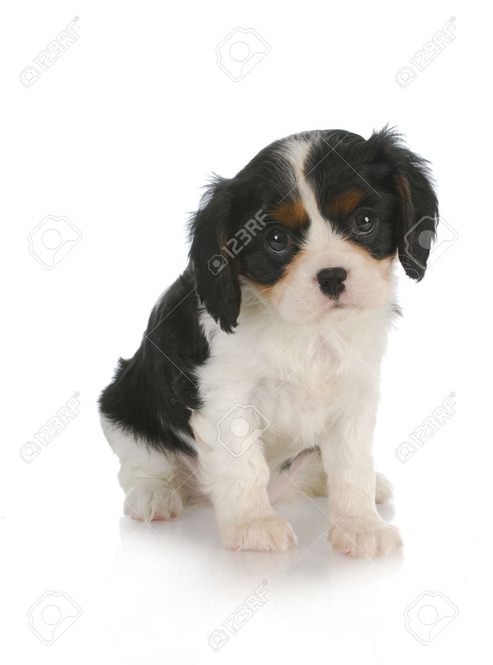 cavalier king charles spaniel puppies