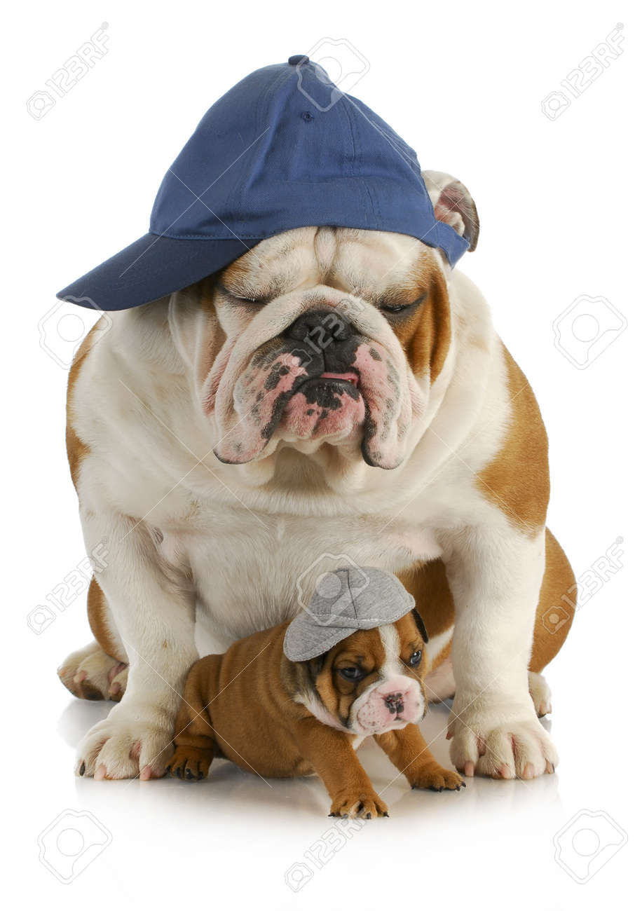 Immagini Stock Cane Padre E Figlio Bulldog Inglese Padre Con Quattro Settimane Di Eta Figlio Che Indossa Cappelli Seduto Su Sfondo Bianco Image