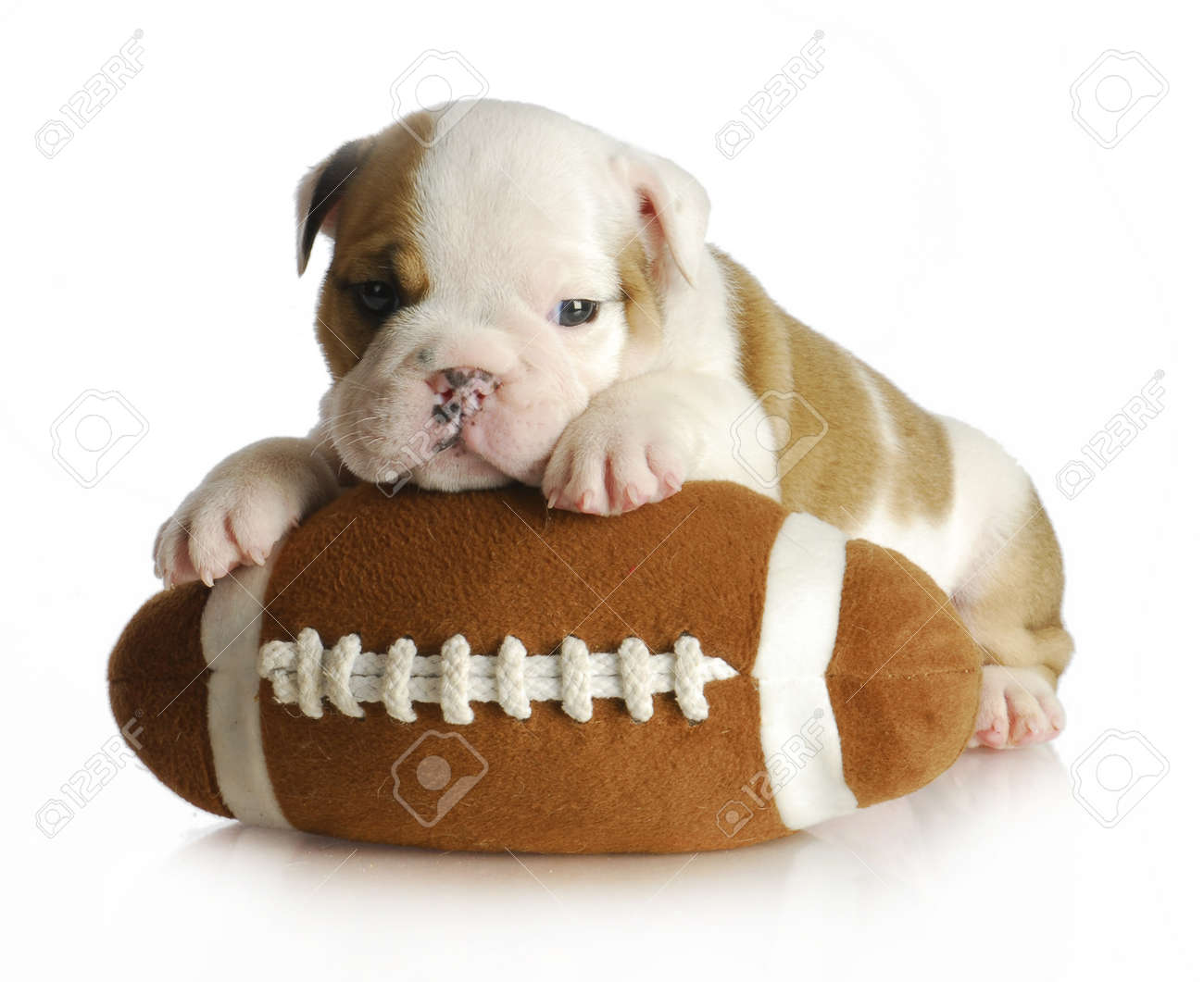 Cute Puppy With Stuffed Football English Bulldog Weeks Old - Cute Puppy With Stuffed Football English Bulldog Weeks Old Stock Photo cute puppy with stuffed football english bulldog weeks old - cute puppy with stuffed football english bulldog weeks old stock photo