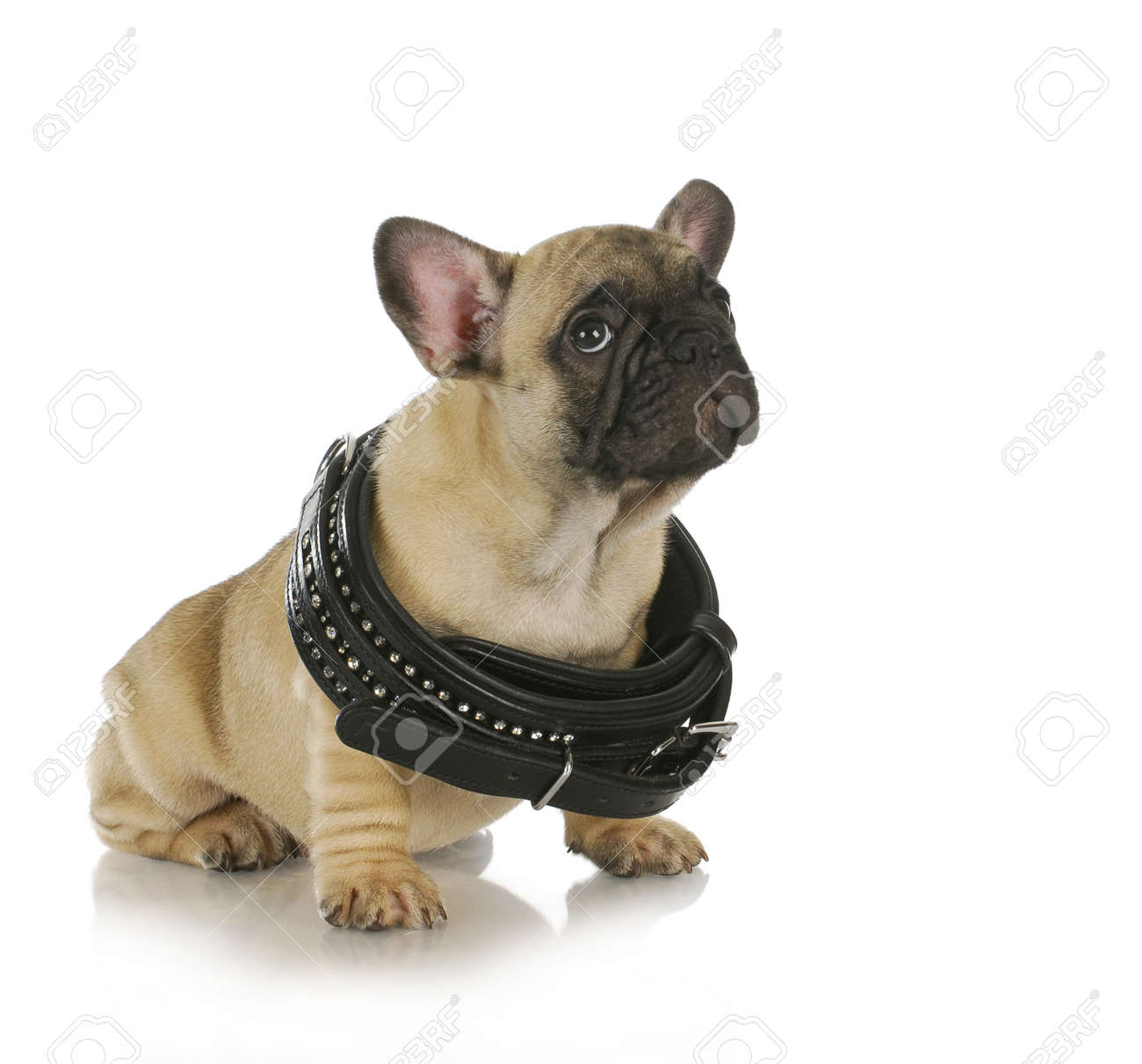 Croissance Chiot Chiot Bouledogue Francais Collier Porte Qui Est Trop Gros 8 Semaines Banque D Images Et Photos Libres De Droits Image 14928654