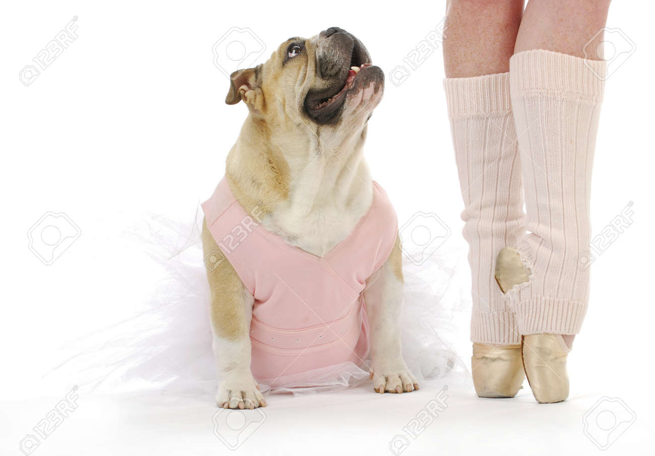Dancing Dog English Bulldog In Tutu Sitting Beside Ballerina Stock Photo Picture And Royalty Free Image Image Dancing Dog English Bulldog In Tutu Sitting Beside Ballerina Stock Photo Picture And Royalty Free Image Image