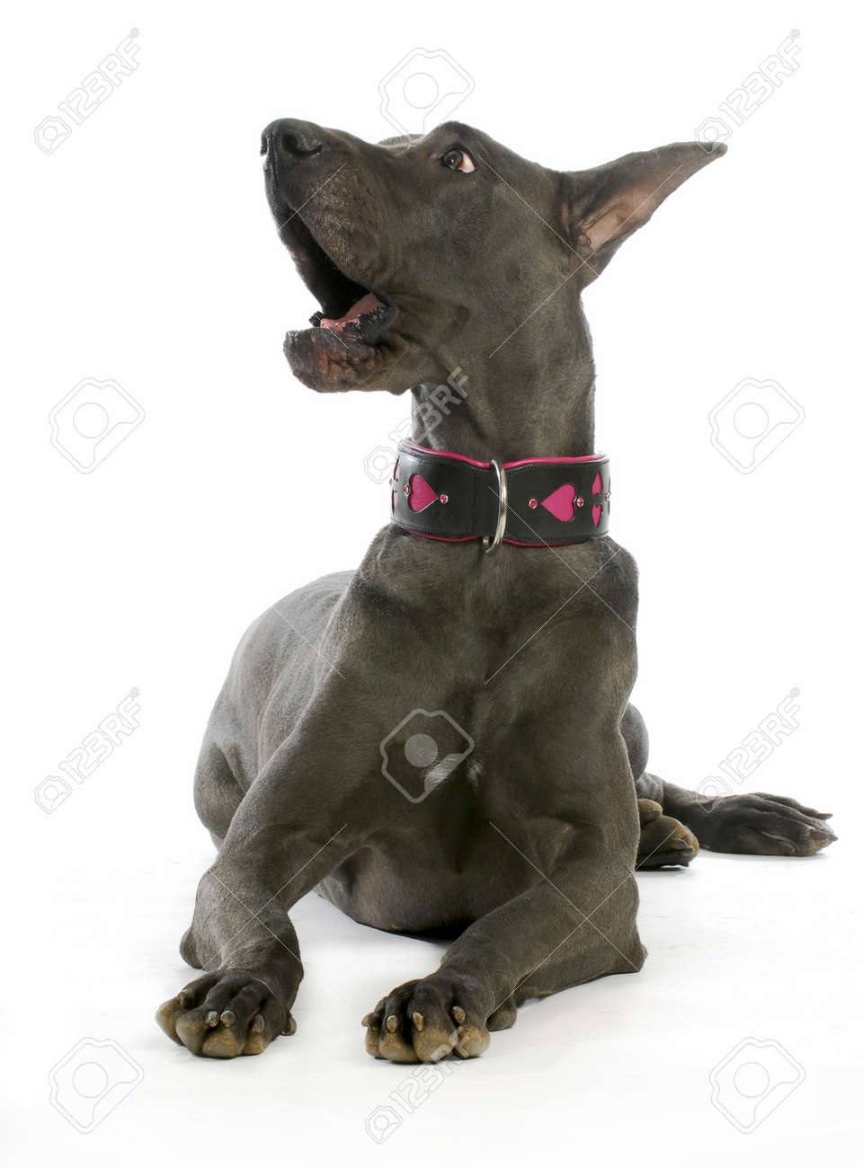 great dane bark collar