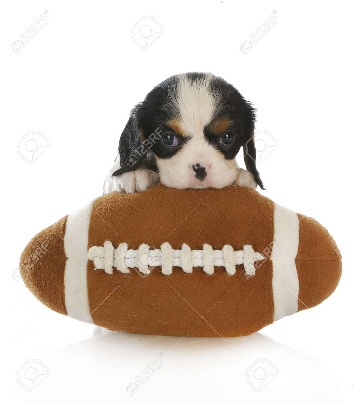 peluche chien cavalier king charles