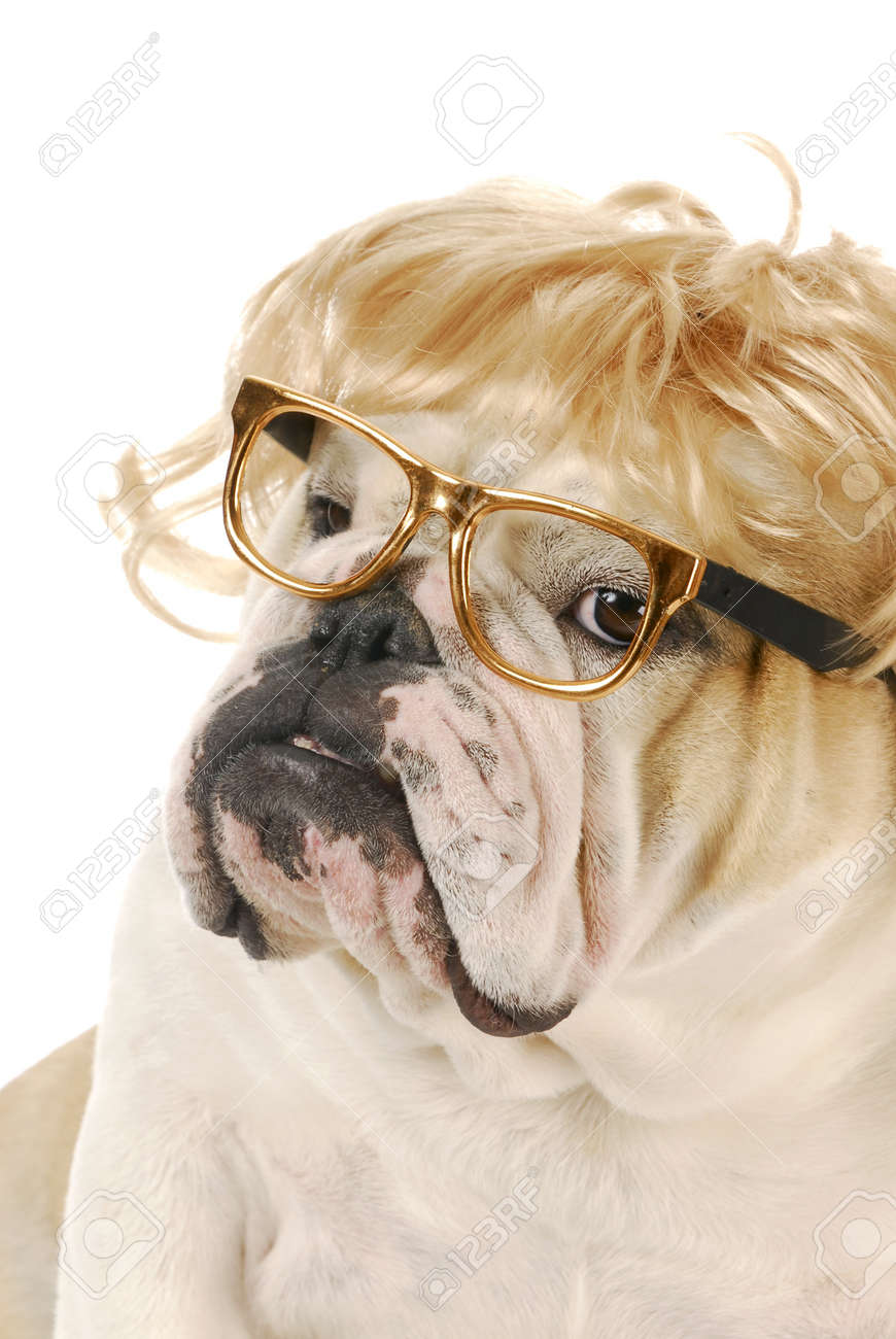 bulldog with glasses