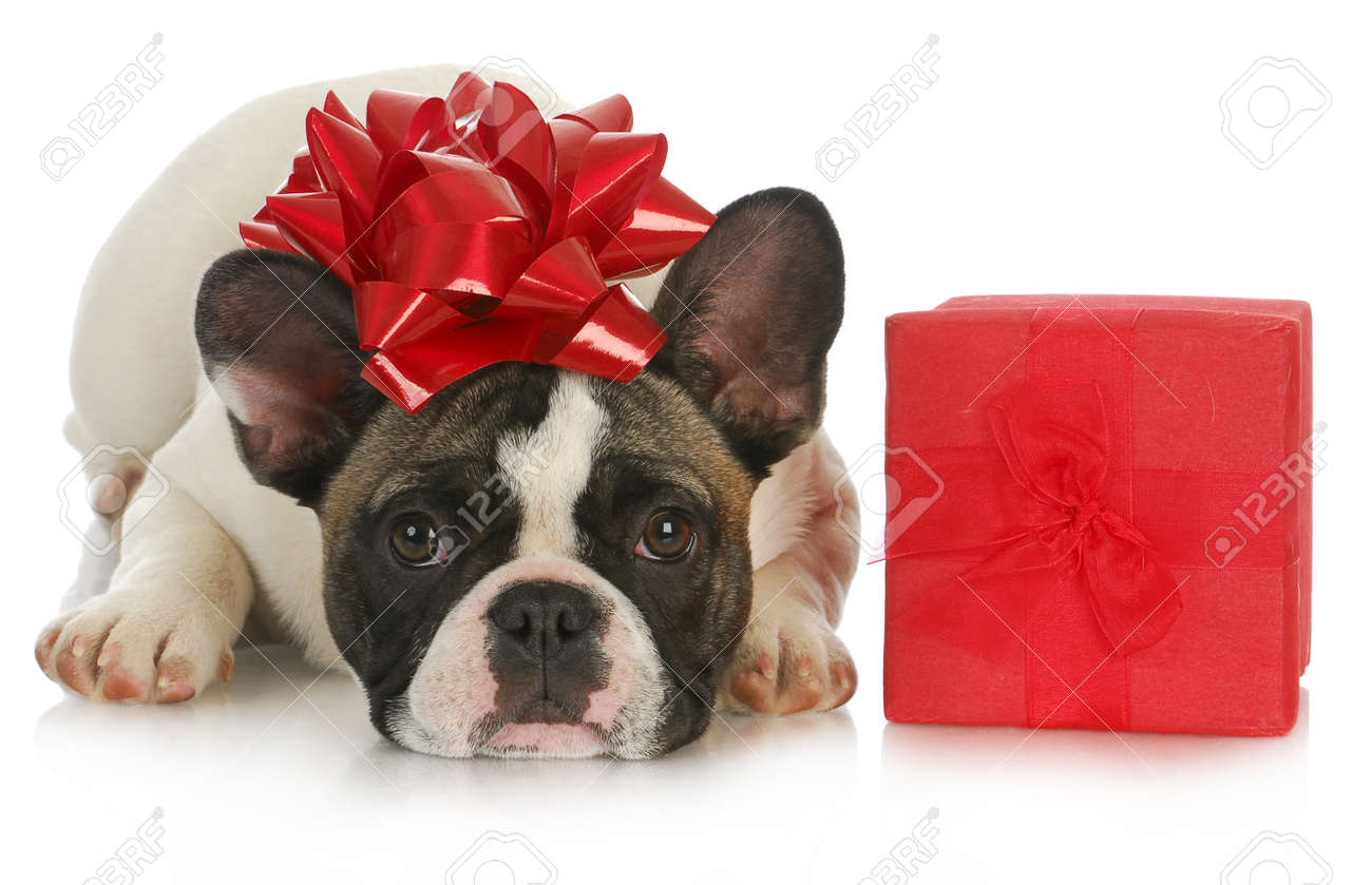 bow for puppy present