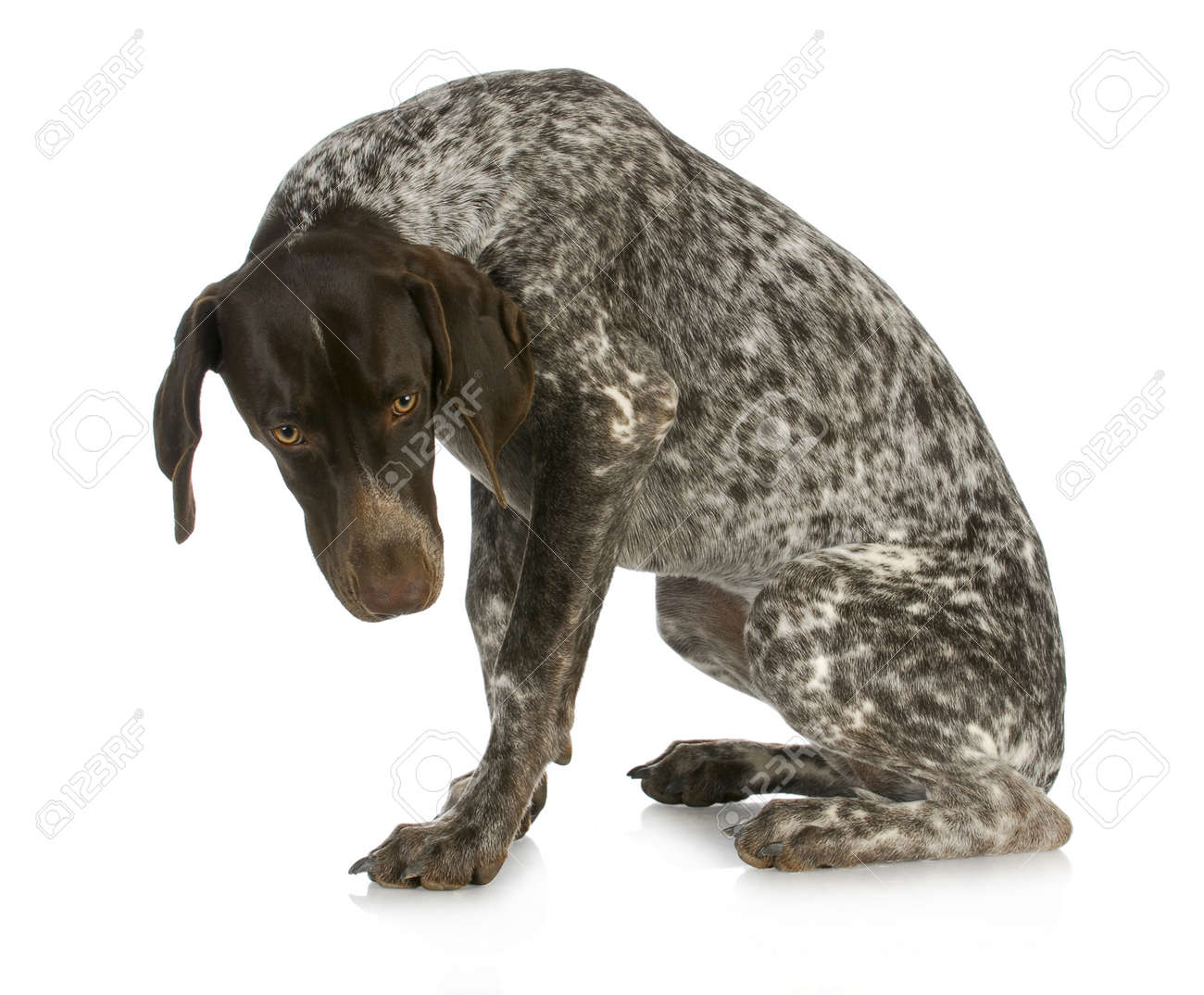 悪い犬 反射白い背景の上に座っている短毛のドイツのポインターを見て有罪 の写真素材 画像素材 Image