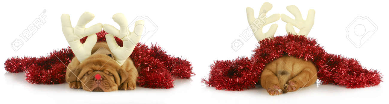 dog rudolph costume