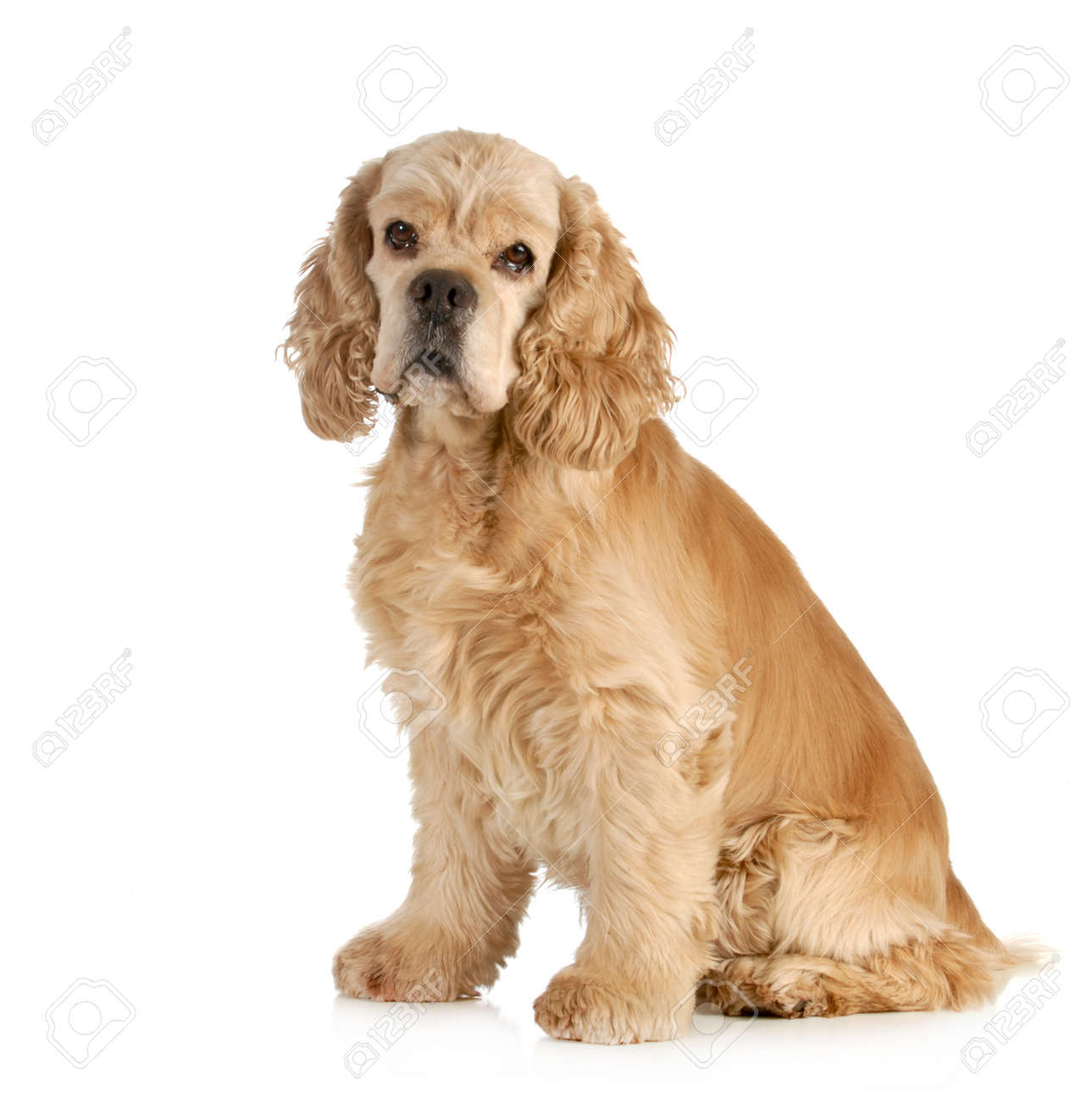 senior dog american cocker spaniel sitting isolated on white