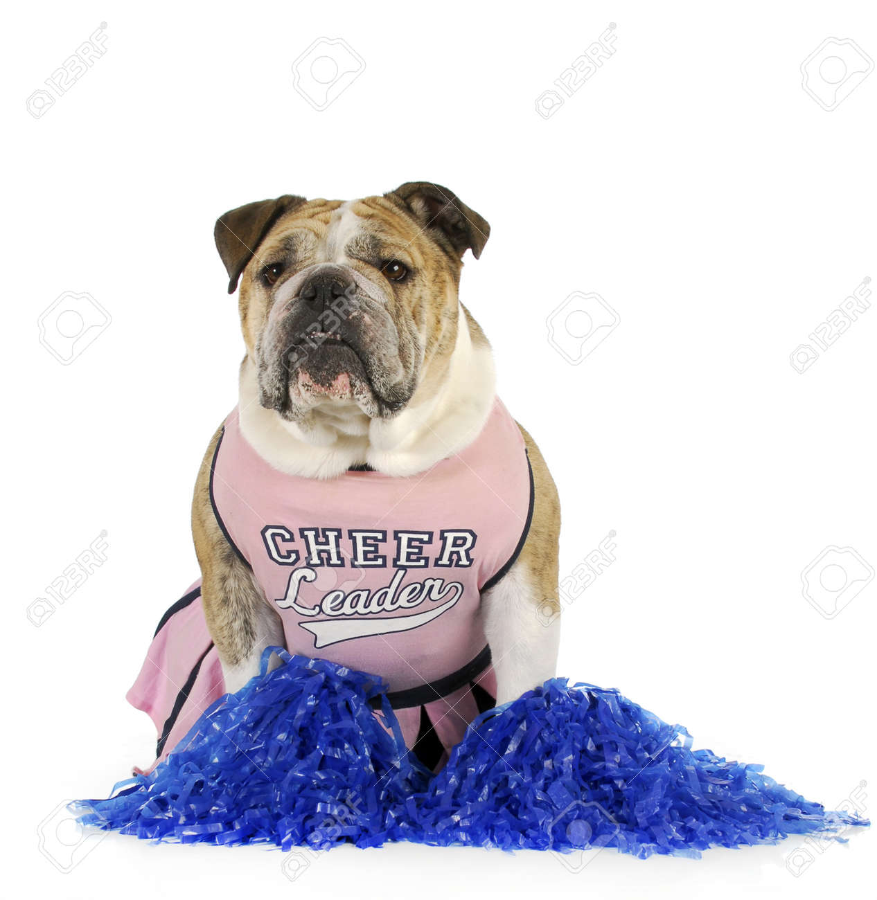チアリーダー 英語犬の白の背景にチアリーダーのようにドレスアップ の写真素材 画像素材 Image チアリーダー 英語犬の白の背景にチアリーダーのようにドレスアップ の写真素材 画像素材 Image