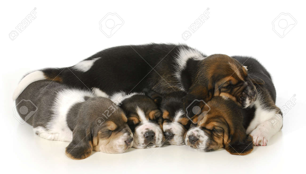 2 week old basset hound puppies