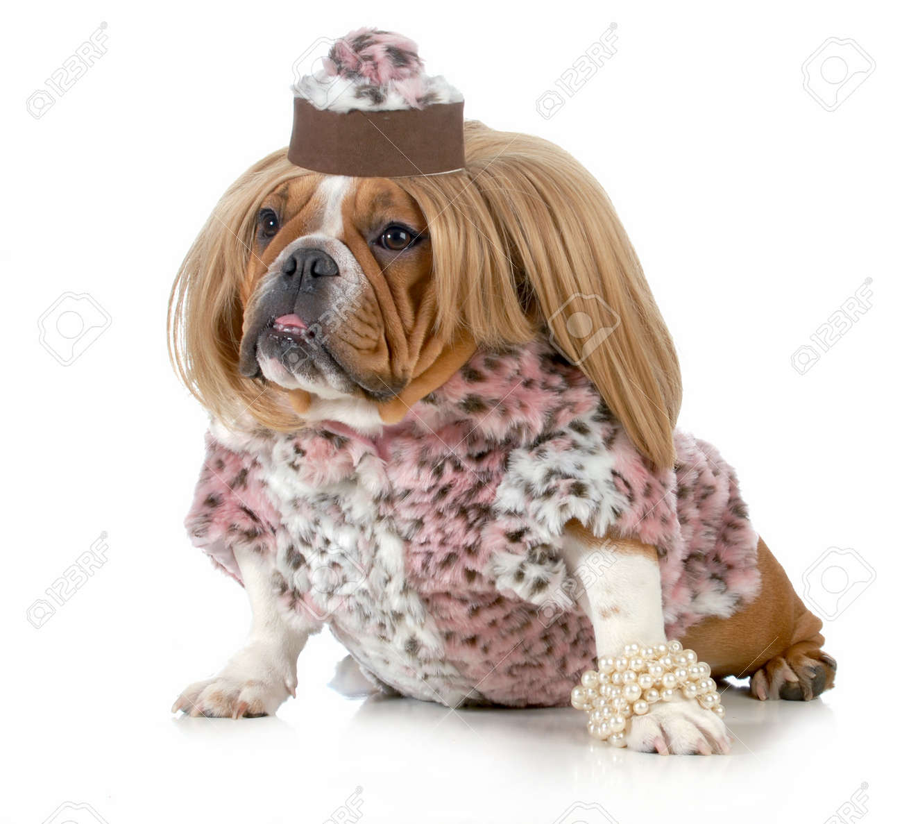 blonde wig dog