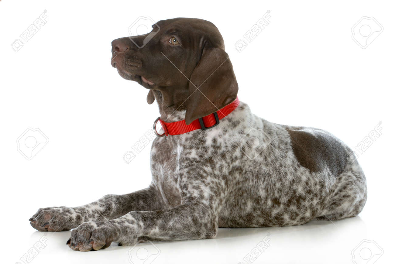 german shorthaired pointer collar