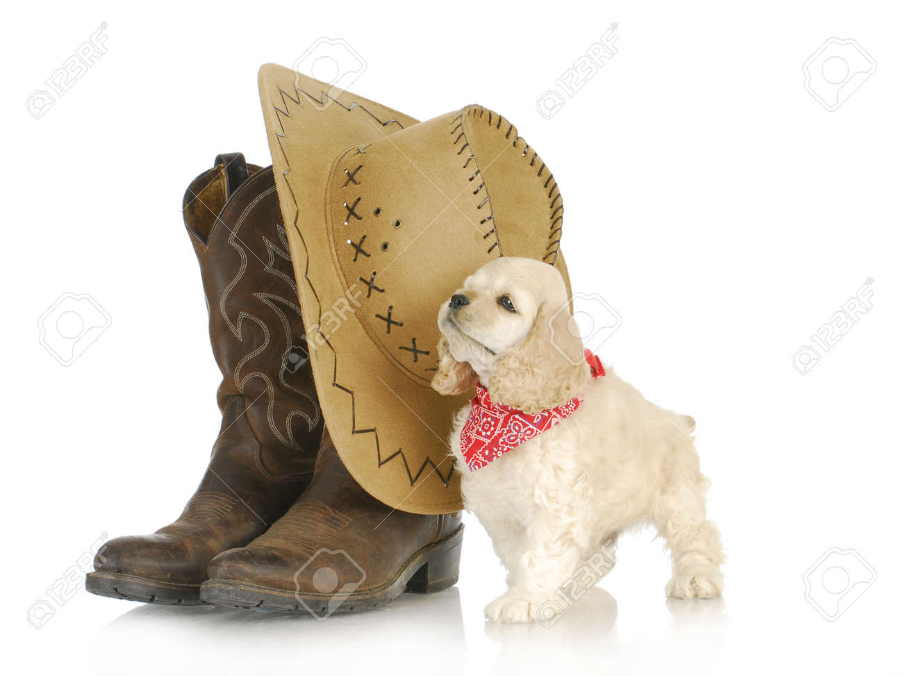 cocker spaniel boots