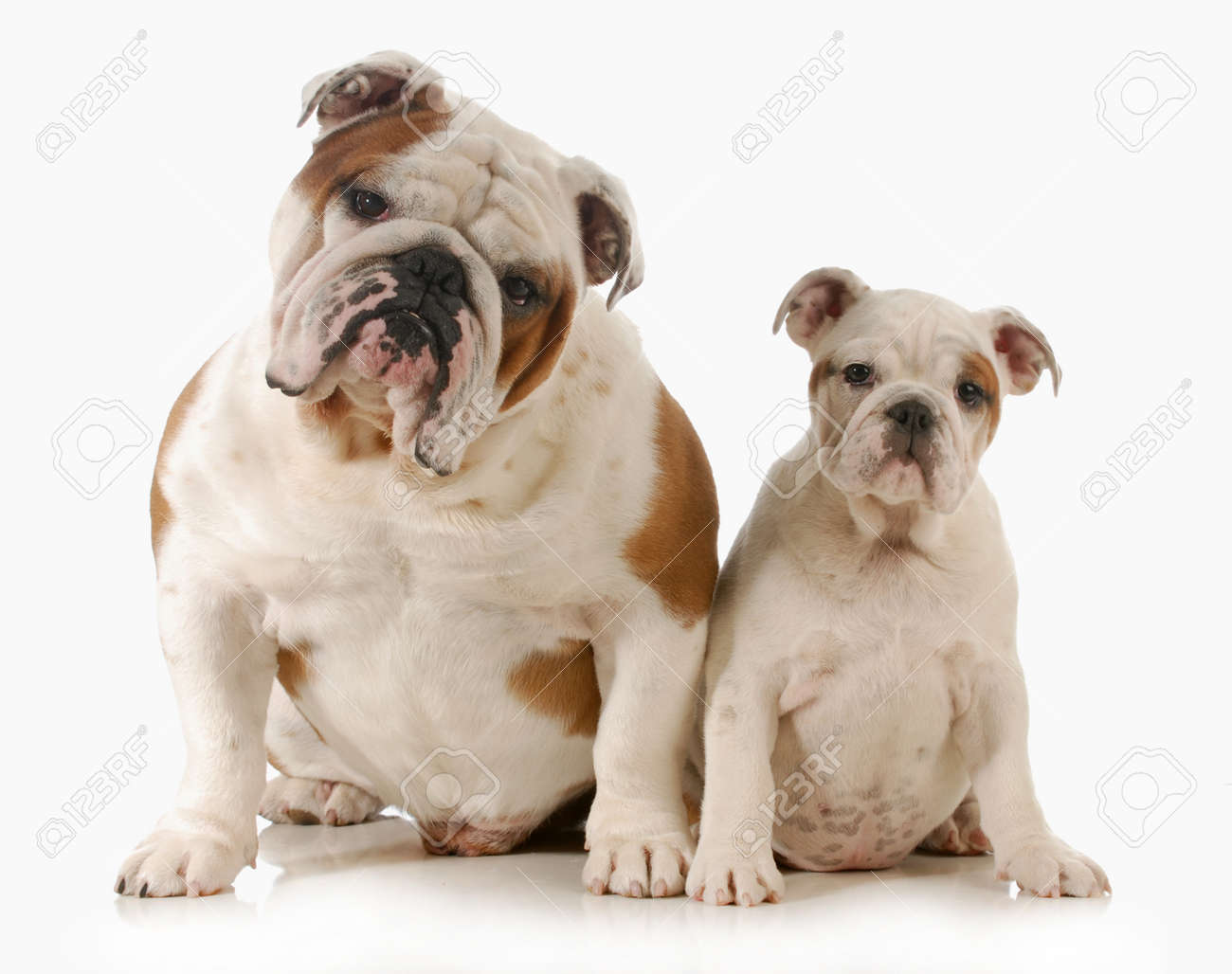 Father And Daughter Dog English Bulldog Adult And Puppy Looking At Viewer Isolated On White Background Stock Photo Picture And Royalty Free Image Image 23453275 Father And Daughter Dog English Bulldog Adult And Puppy Looking At Viewer Isolated On White Background Stock Photo Picture And Royalty Free Image Image 23453275