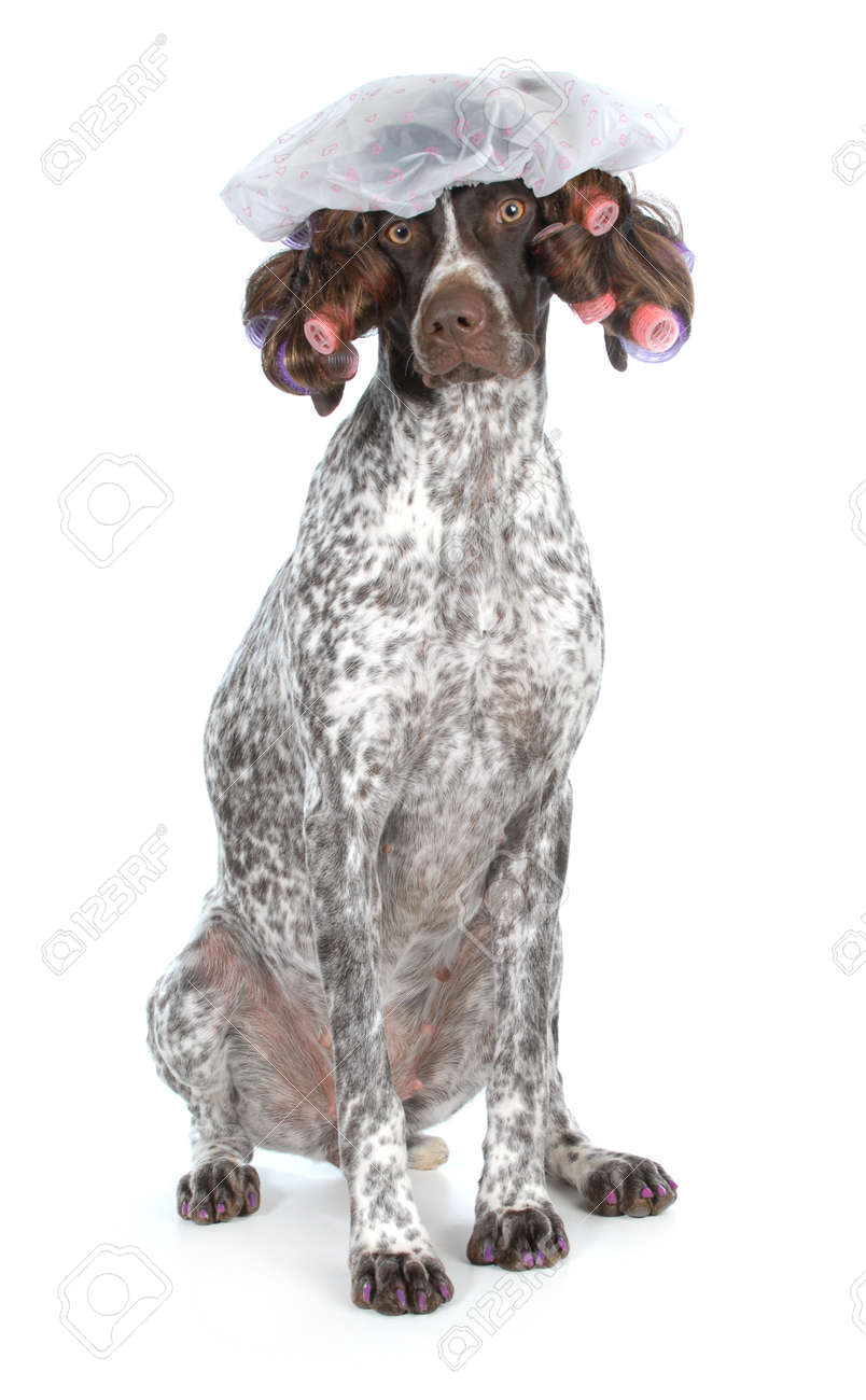 Dog Grooming German Shorthaired Pointer At The Beauty Salon