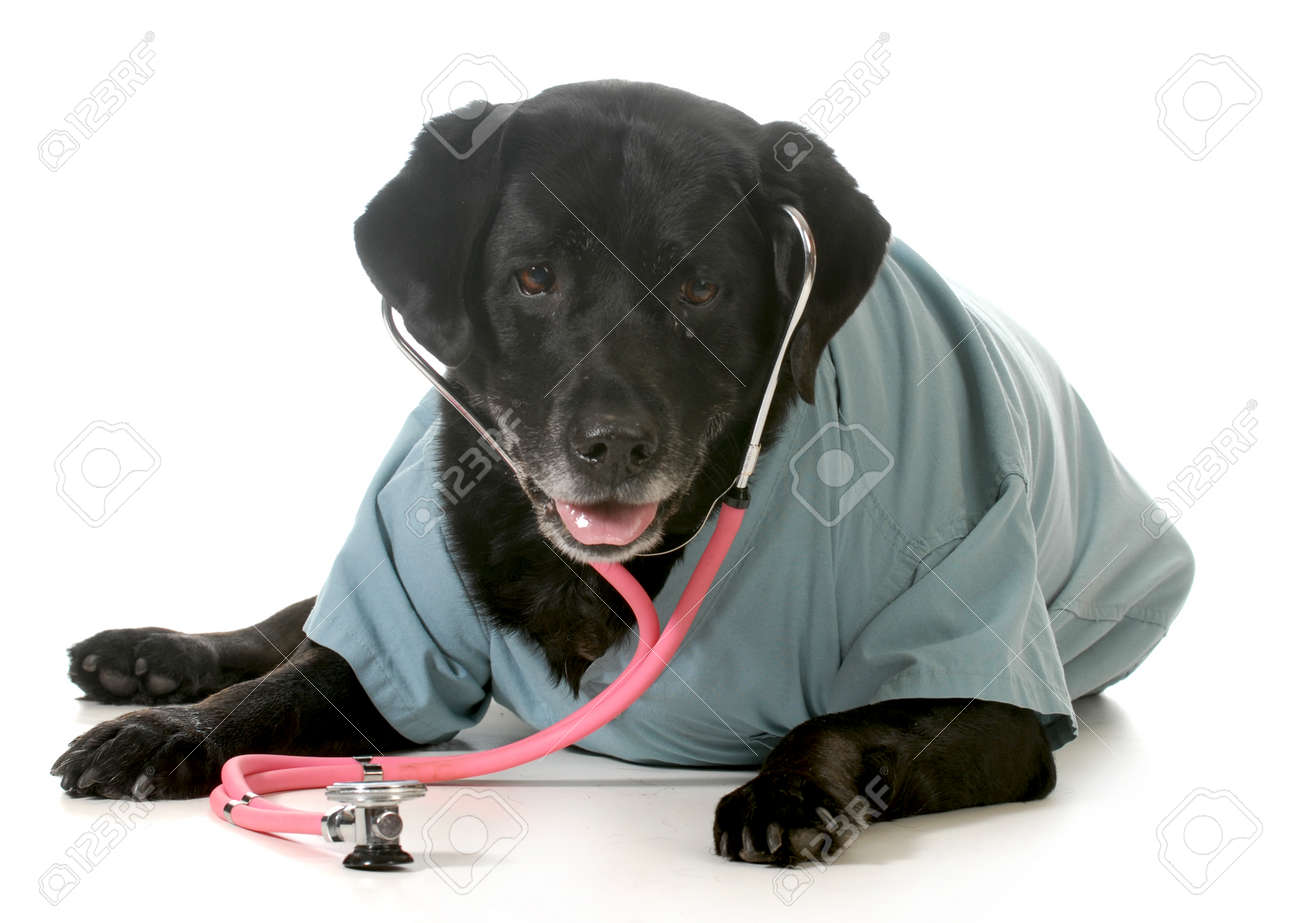 labrador coat care