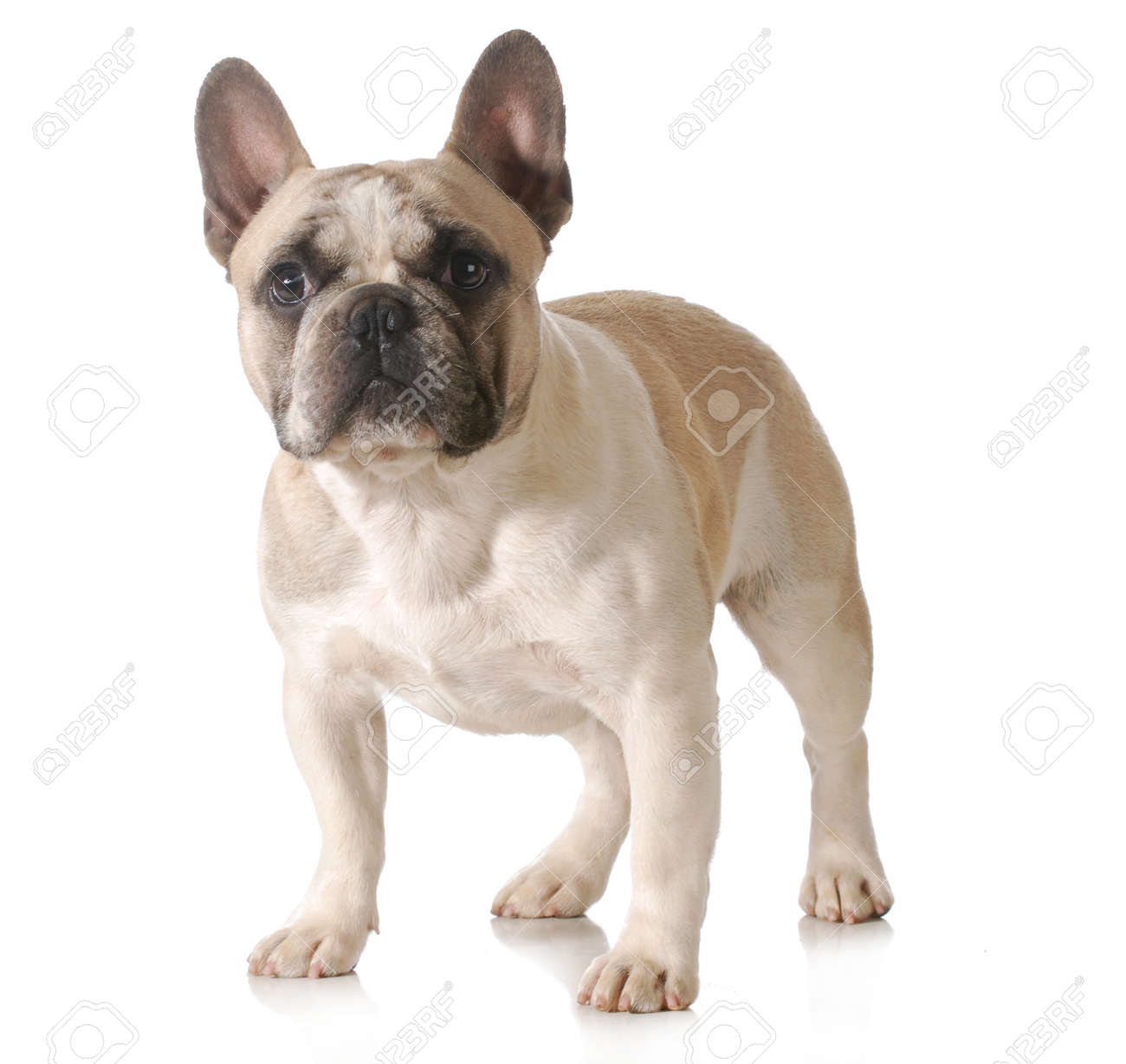 フレンチ ブルドッグの立っている白で隔離 の写真素材 画像素材 Image
