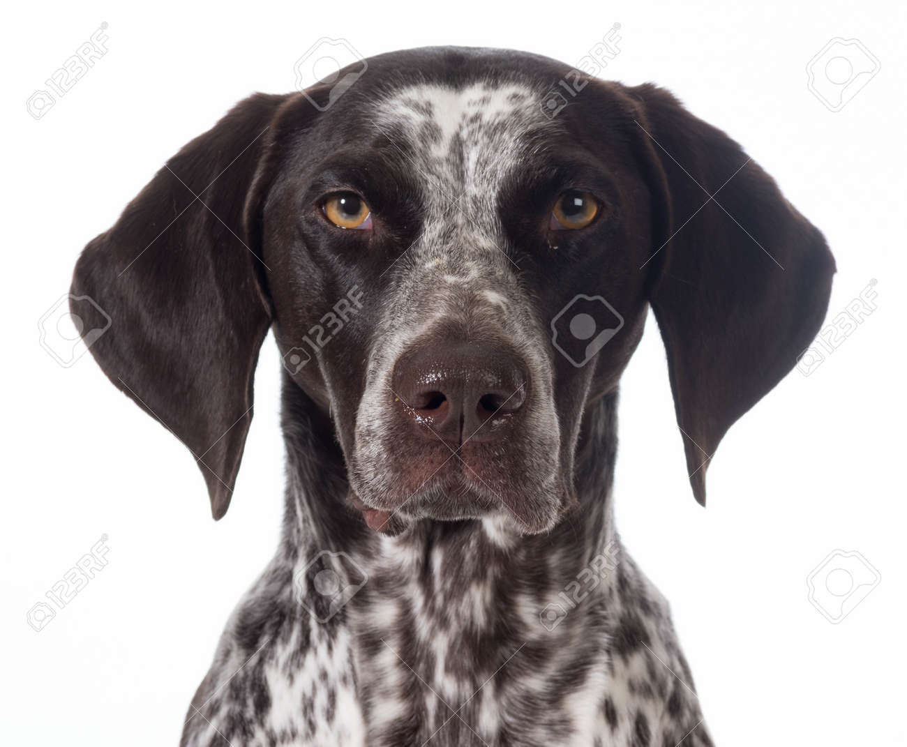 german wirehaired pointer white