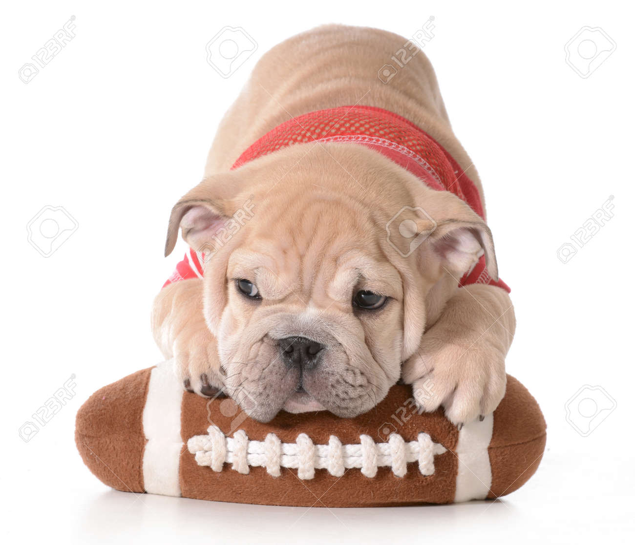 Sports Hound English Bulldog Puppy Laying On Stuffed Football - Sports Hound English Bulldog Puppy Laying On Stuffed Football Isolated Onwhite Background sports hound english bulldog puppy laying on stuffed football - sports hound english bulldog puppy laying on stuffed football isolated onwhite background