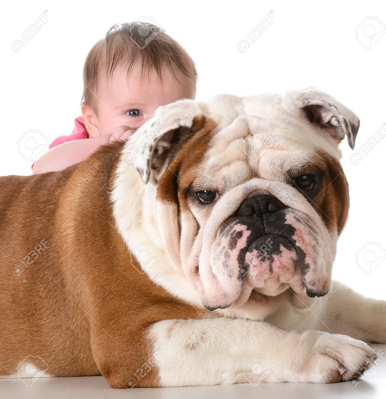 Baby With Bulldog Stock Photo Picture And Royalty Free Image Image