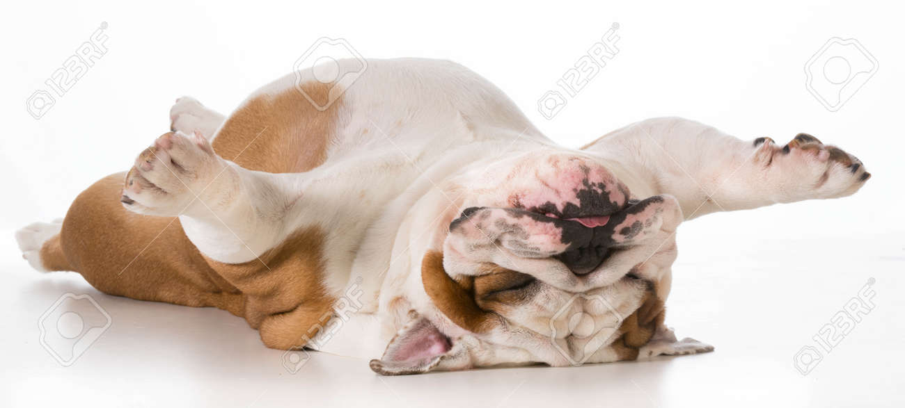 dog laying upside down - english bulldog on back sleeping isolated on white background - 26231904 dog laying upside down - english bulldog on back sleeping isolated on white background - 26231904