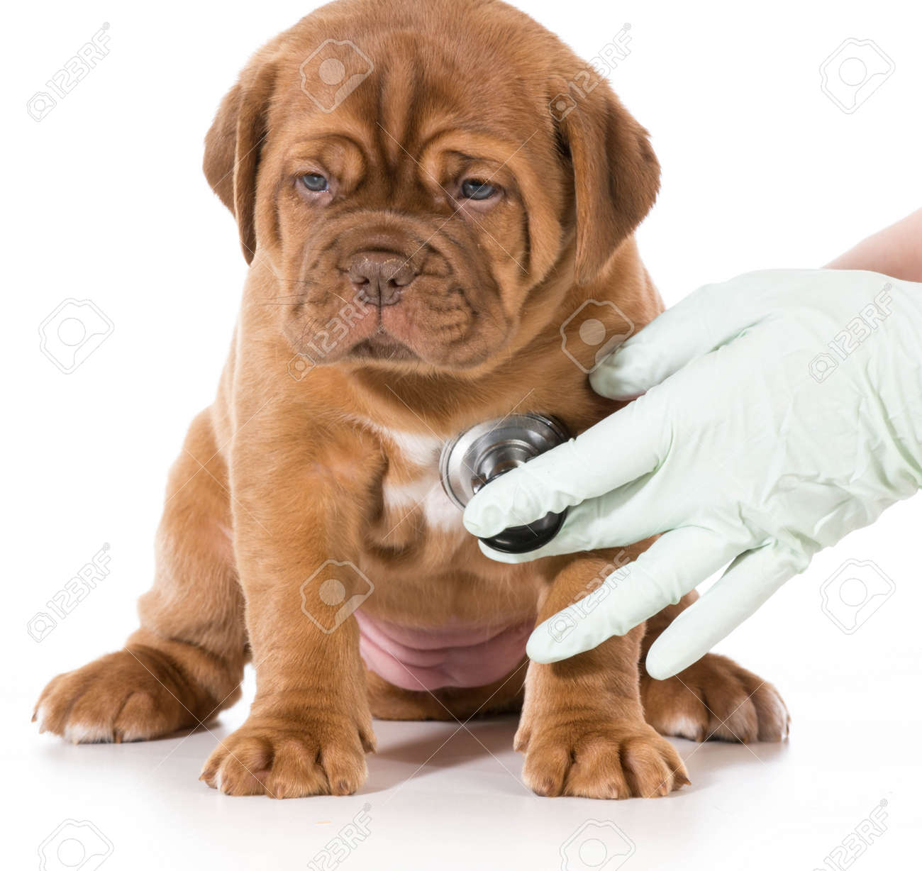 veterinary care - dogue de bordeaux being examined by veterinarian isolated on white - 26720209 veterinary care - dogue de bordeaux being examined by veterinarian isolated on white - 26720209