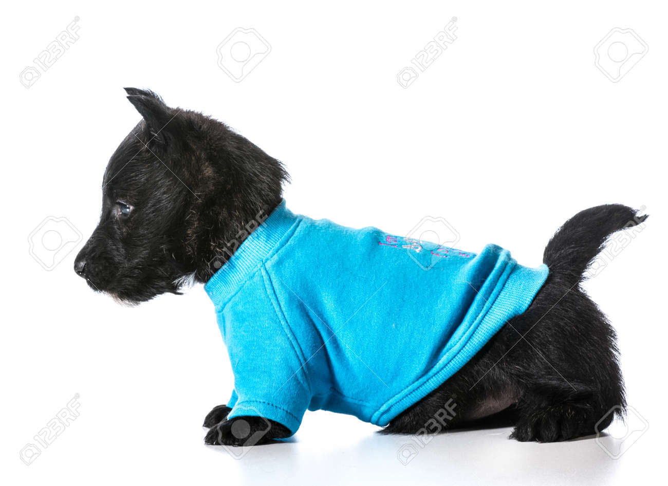 blue dog sweater