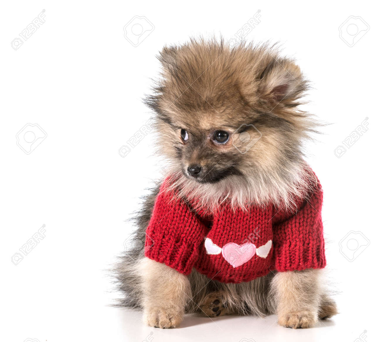pomeranian sweater