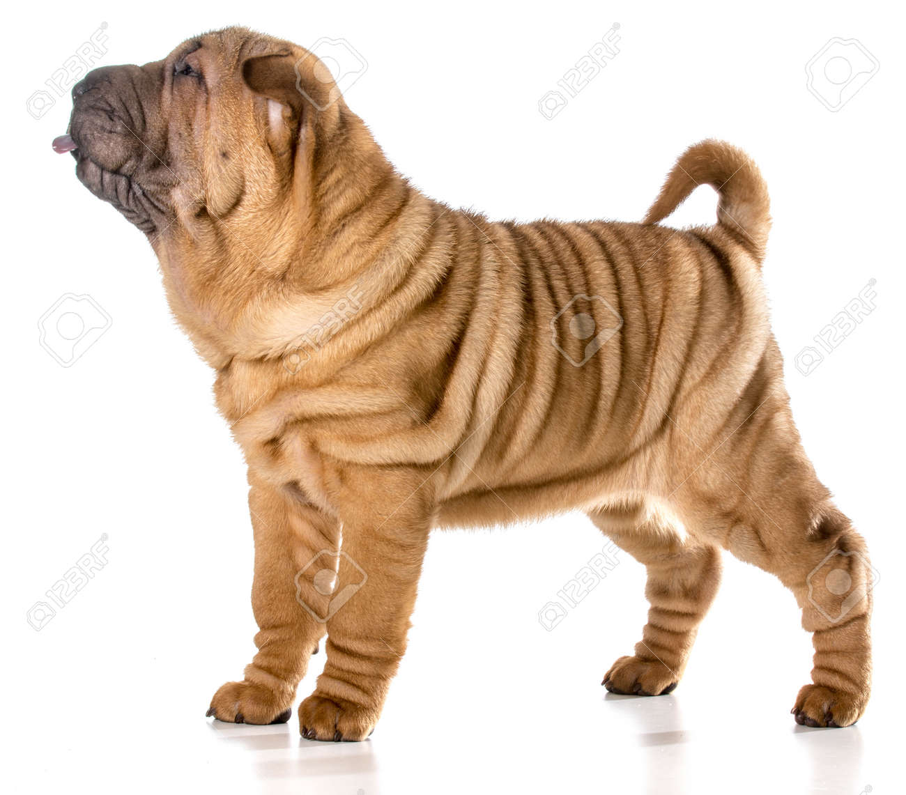 4 month old shar pei