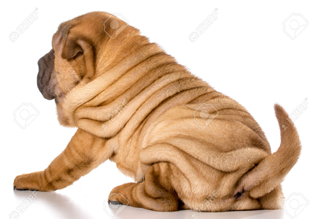 27509126-chinese-shar-pei-welpen-isolier