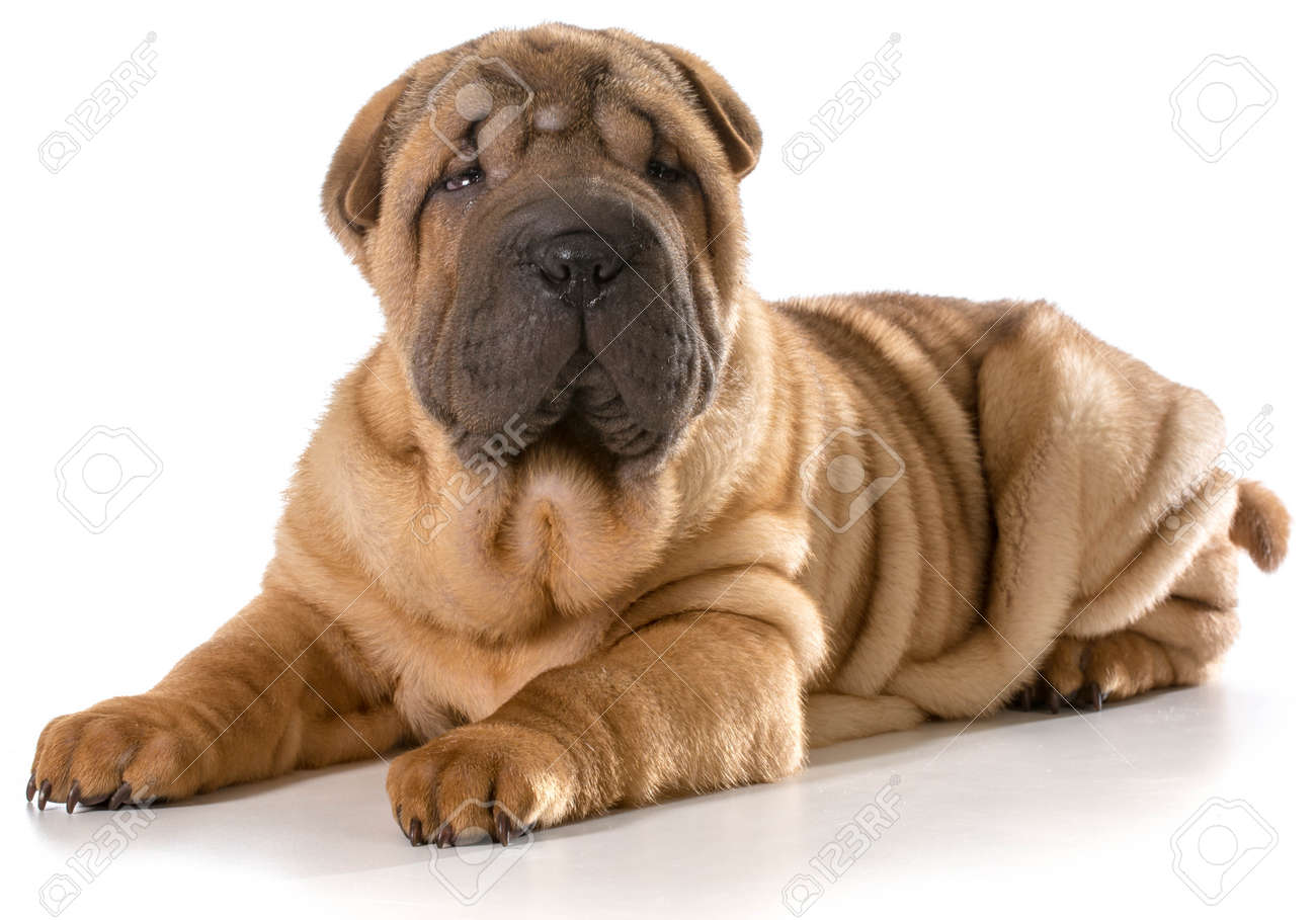 4 month old shar pei