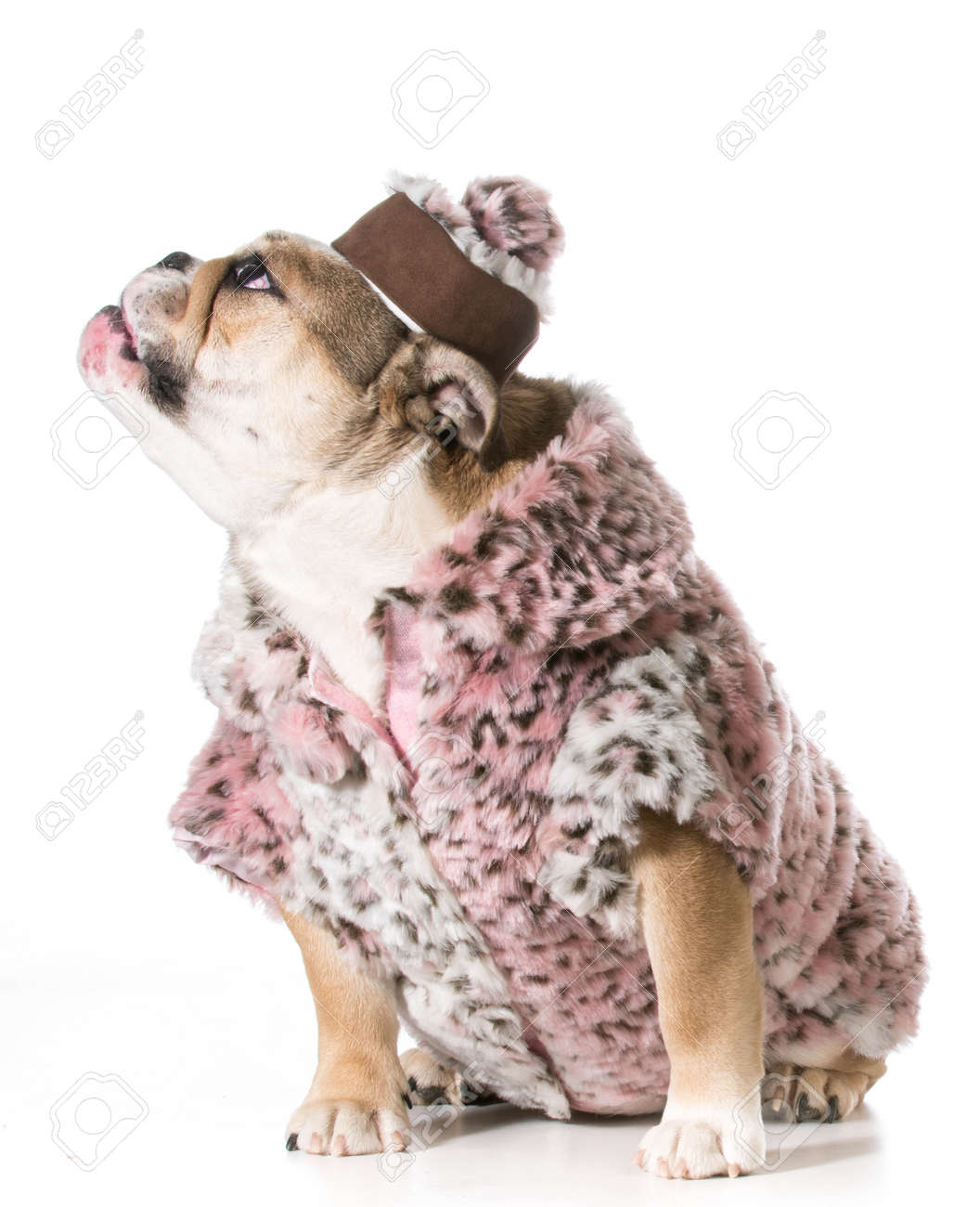 雌犬 8 ヶ月目のピンクの毛皮のコートを着て英語ブルドッグ の写真素材 画像素材 Image