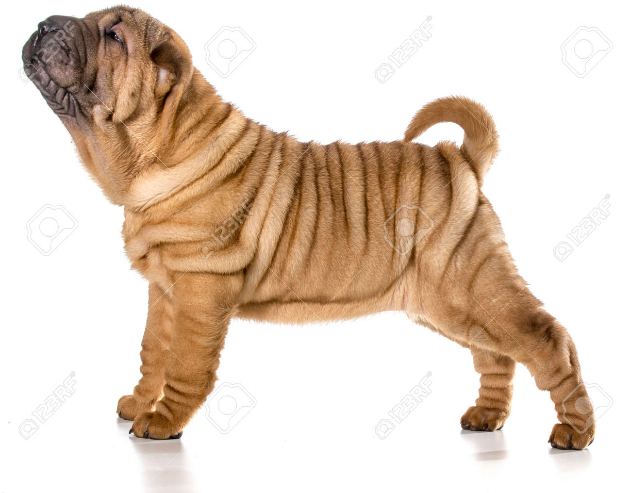 white chinese shar pei