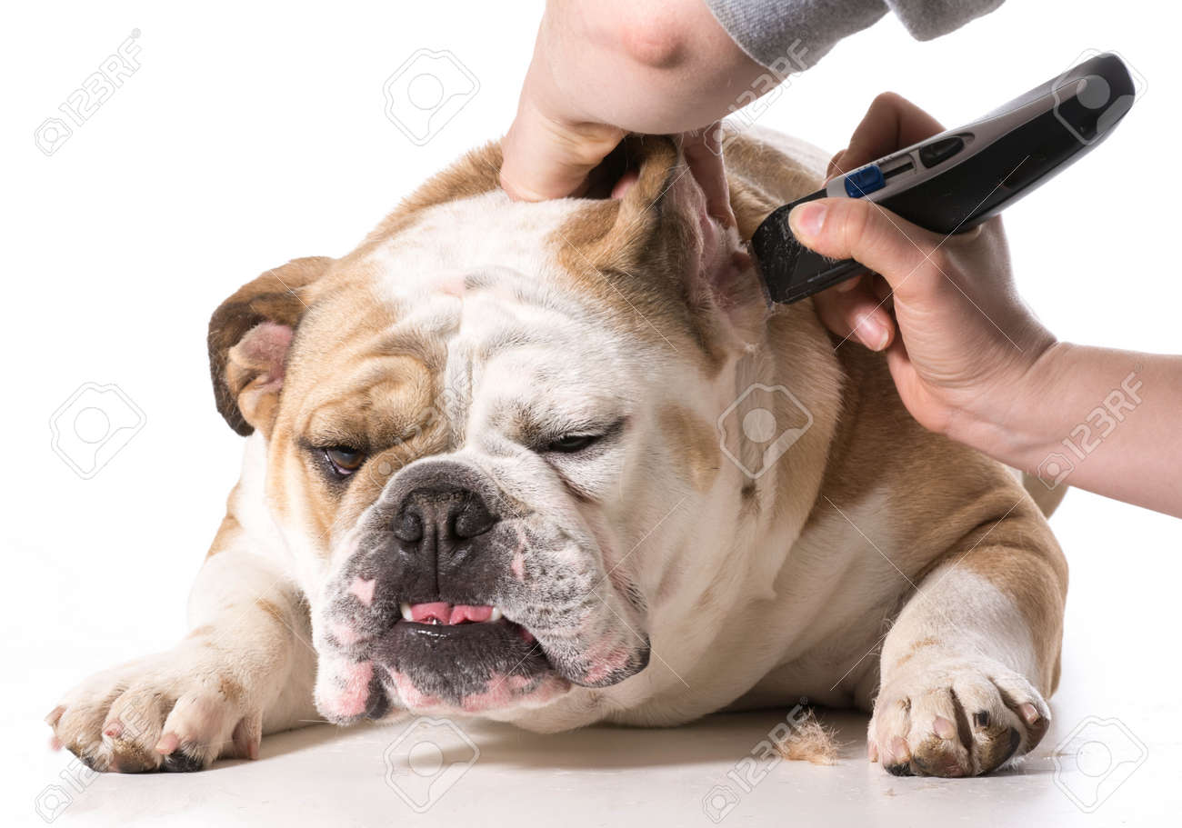 paws for life near me