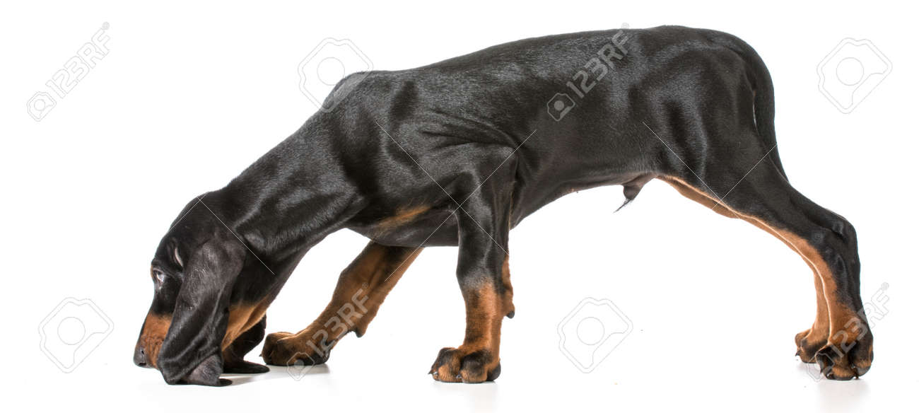 hunting dog - black and tan coonhound sniffing the ground on white background - 28266008 hunting dog - black and tan coonhound sniffing the ground on white background - 28266008