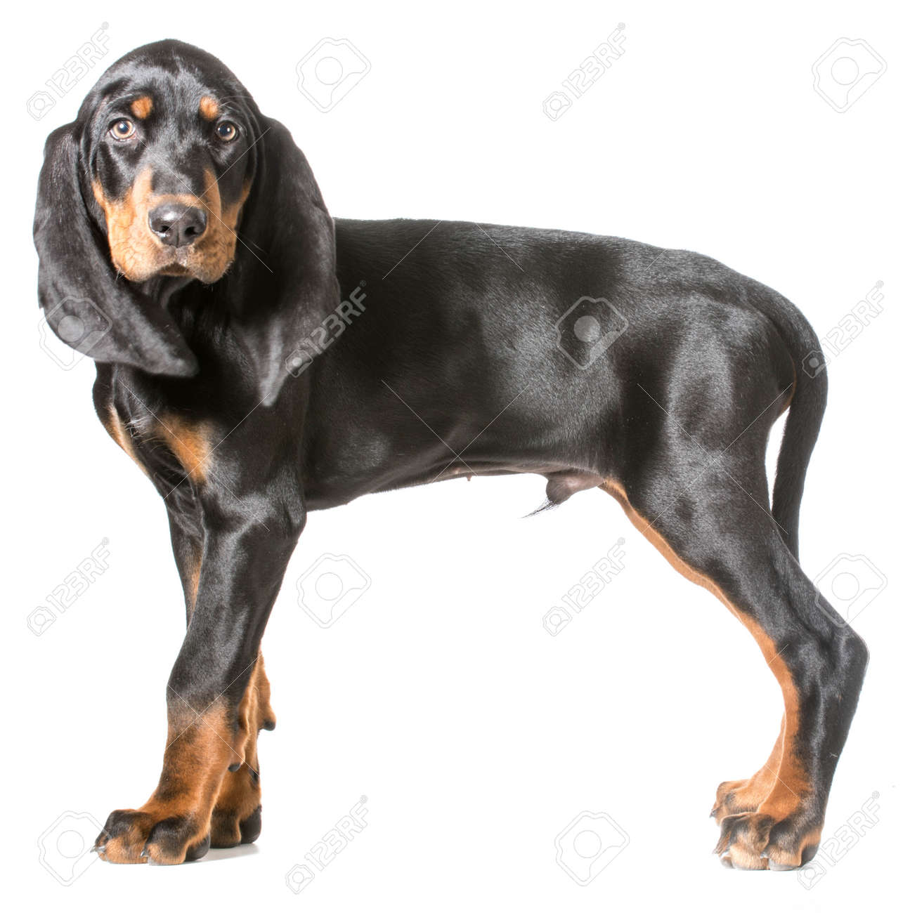 Cute Puppy Black And Tan Coonhound Standing On White Background Stock Photo Picture And Royalty Free Image Image 28948844