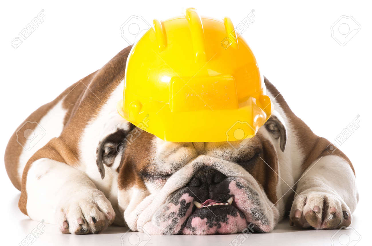 dog hard hat