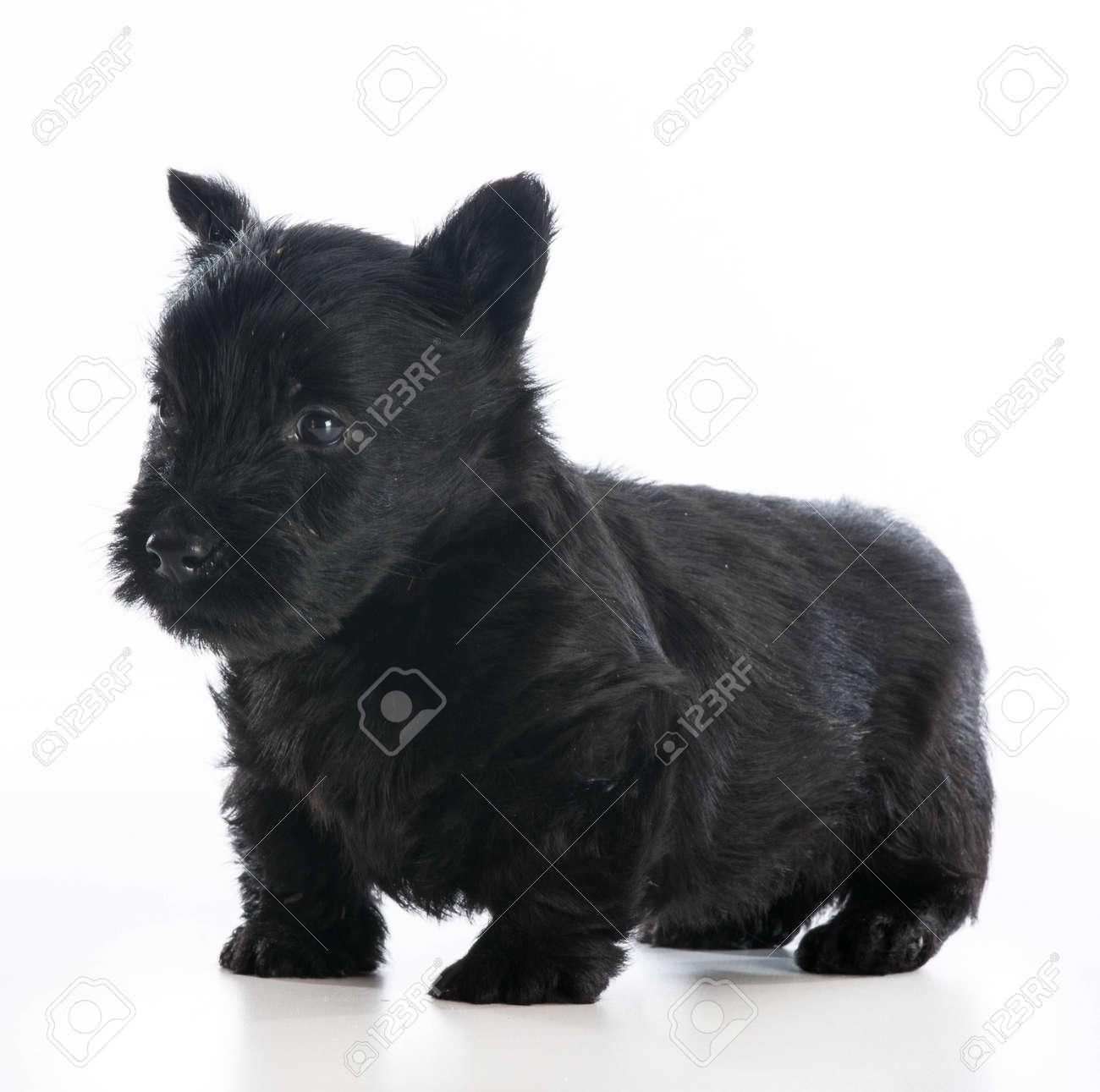 scottish terrier puppies scottish terrier puppies