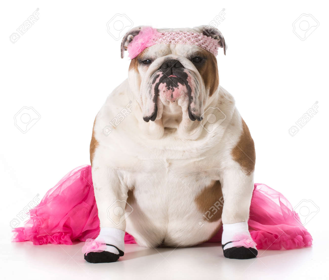 English Bulldog Wearing Ballerina Costume Isolated On White Background Stock Photo Picture And Royalty Free Image Image English Bulldog Wearing Ballerina Costume Isolated On White Background Stock Photo Picture And Royalty Free Image Image
