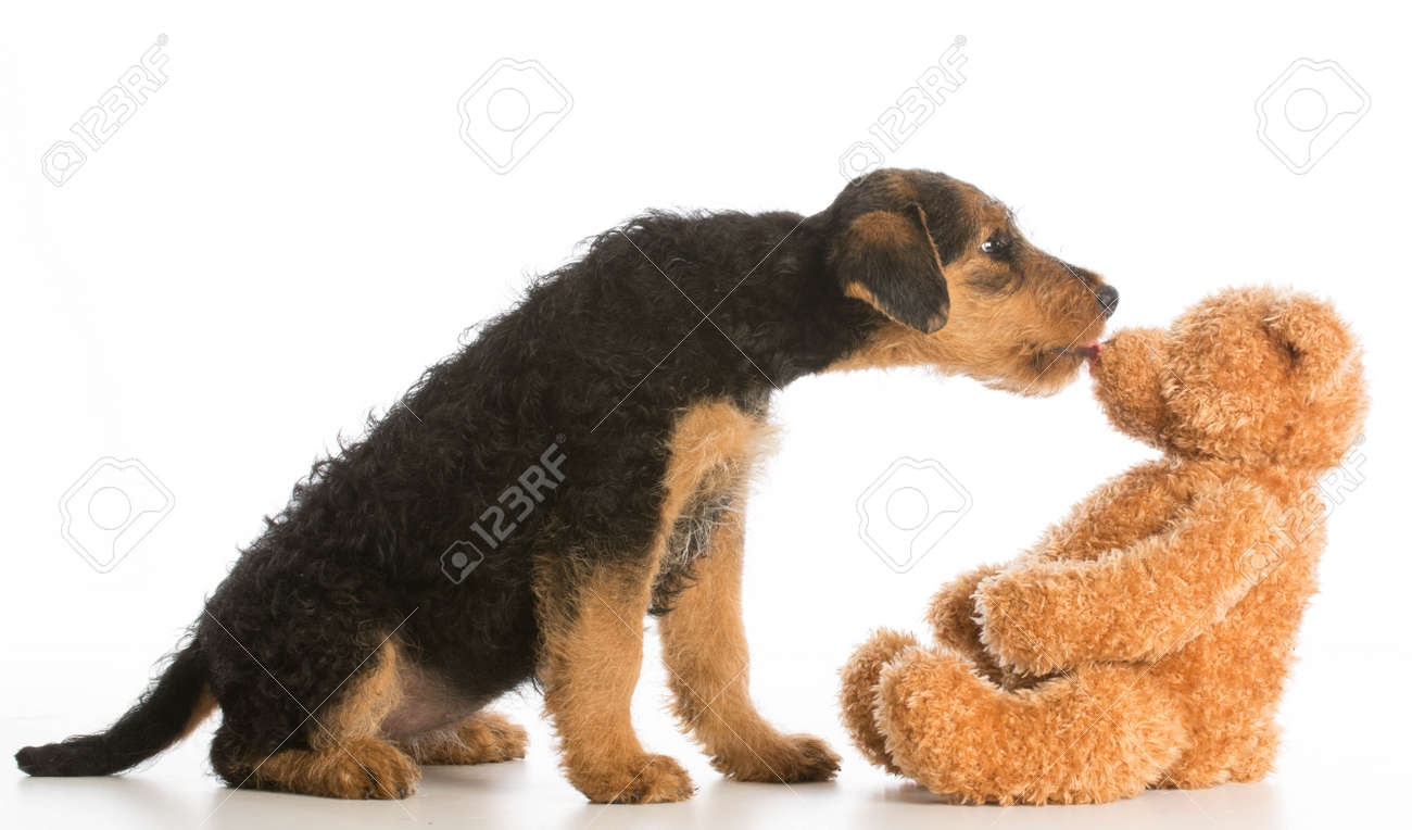 cute puppy reaching out to kiss stuffed teddy bear - airedale terrier - 35220231 cute puppy reaching out to kiss stuffed teddy bear - airedale terrier - 35220231