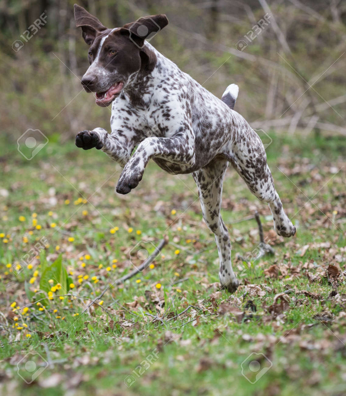 rottweiler mix with chow chow