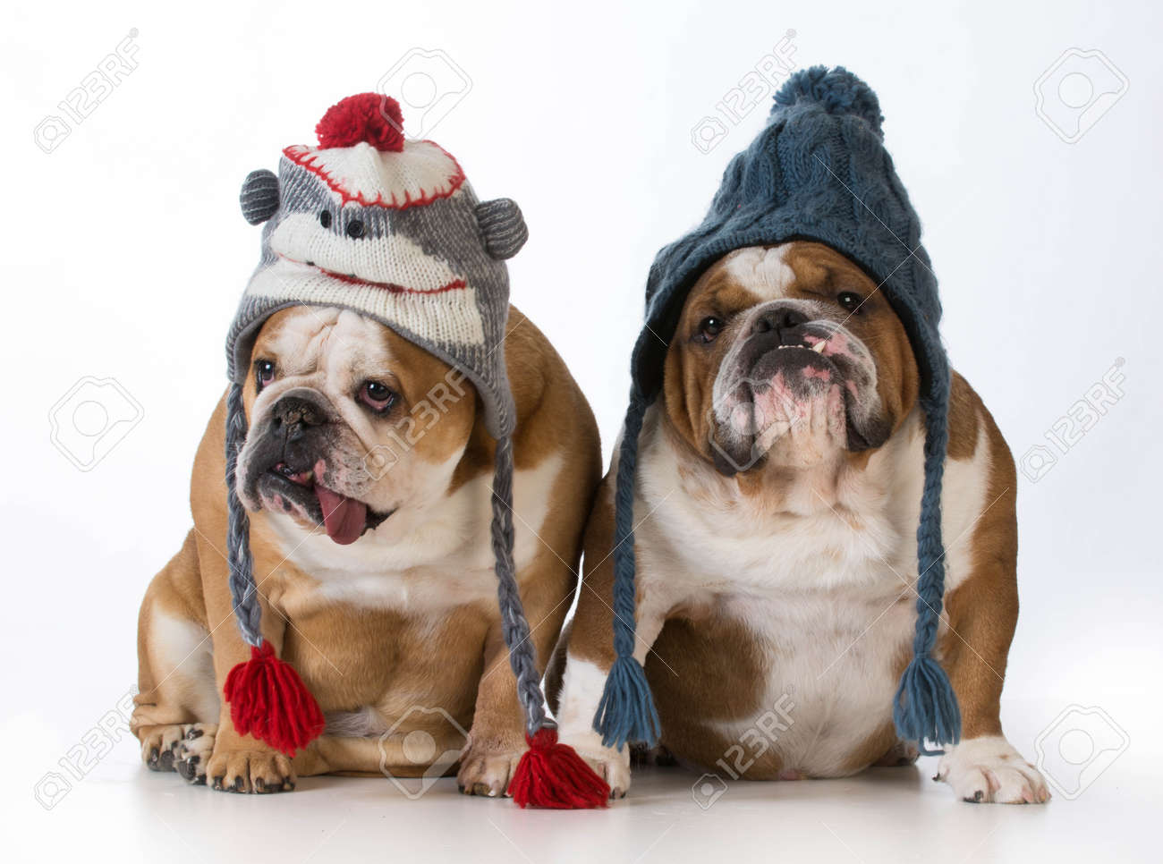 dog winter hats
