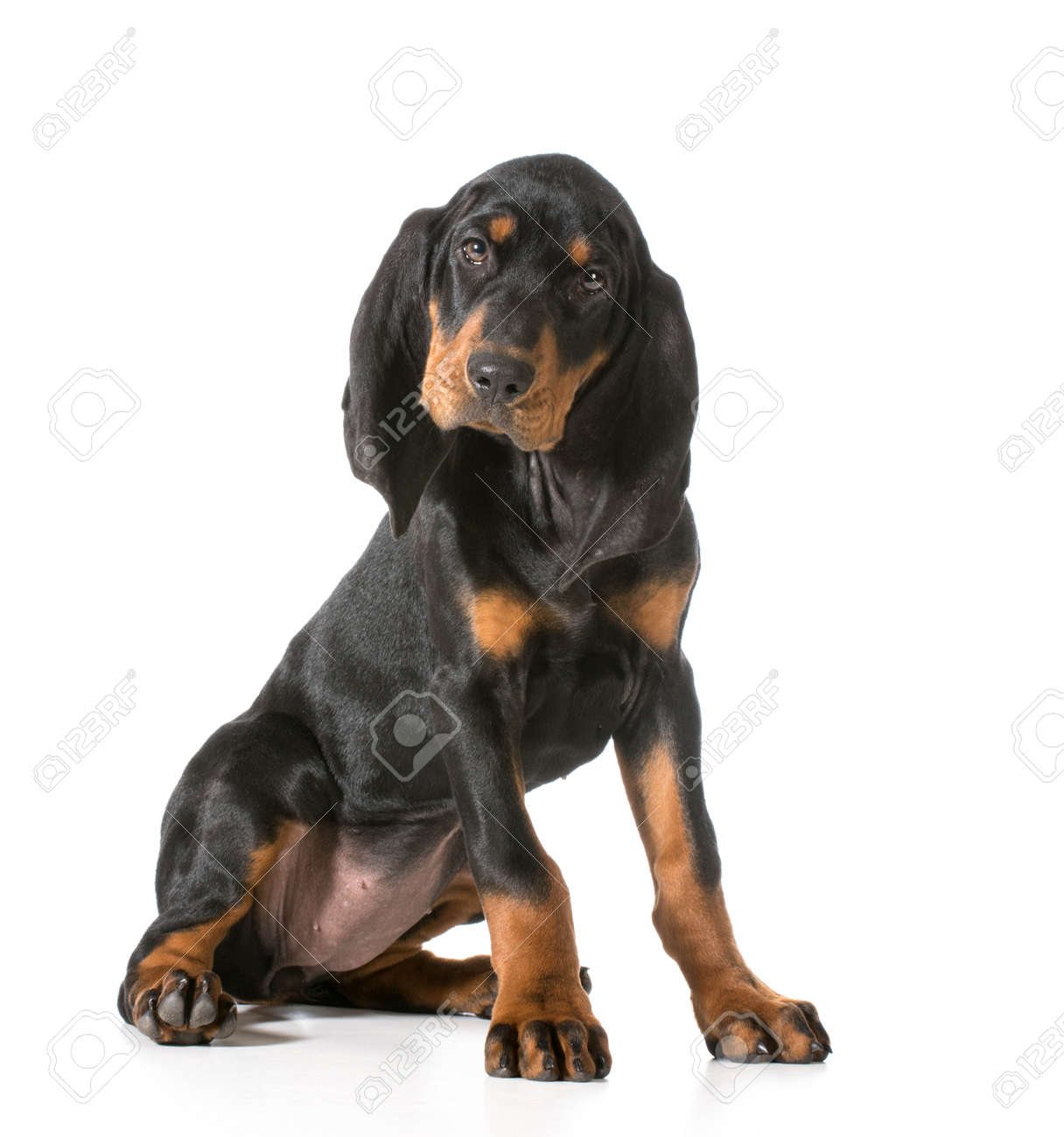Cute Puppy - Black And Tan Coonhound Sitting Looking At Viewer Stock Photo,  Picture and Royalty Free Image. Image 35221207., image size:1216x1300