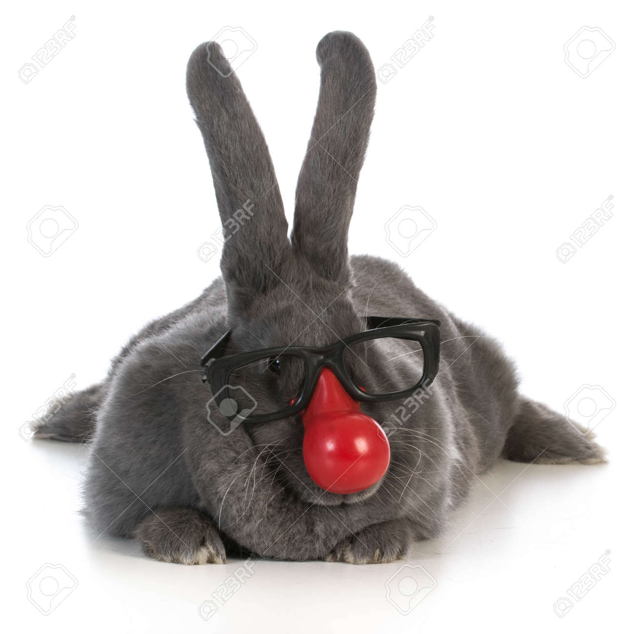 35221454-funny-bunny-giant-flemish-rabbit-wearing-clown-nose-and-glasses-on-white-background.jpg