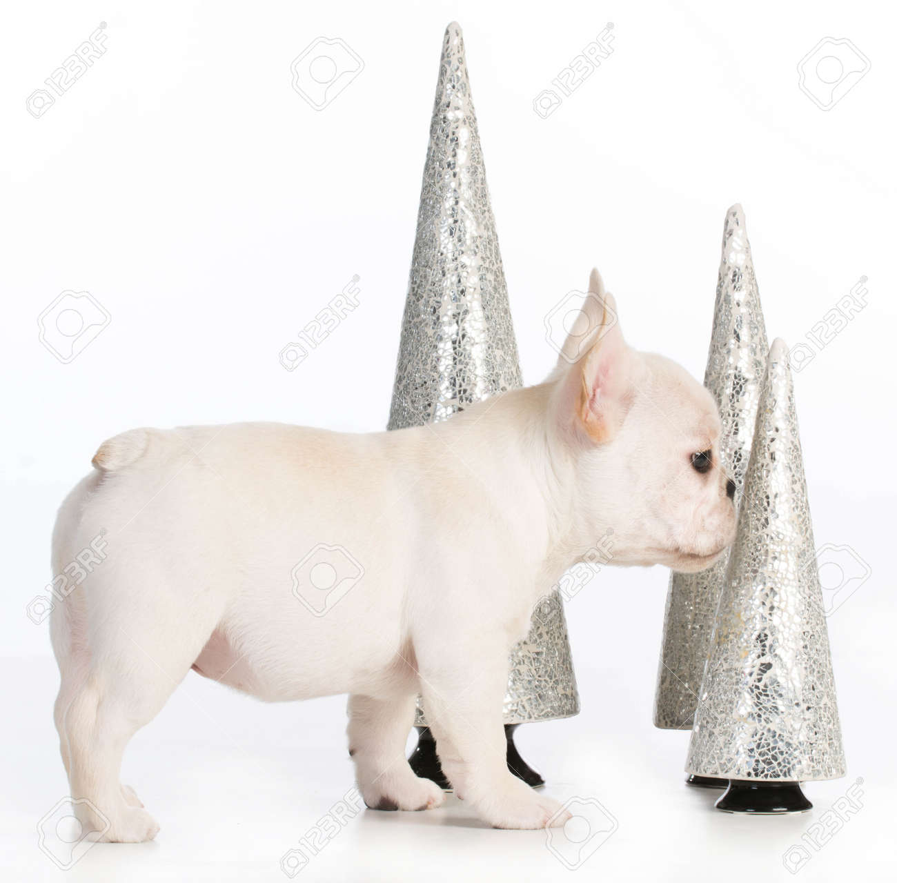 bulldog christmas decorations
