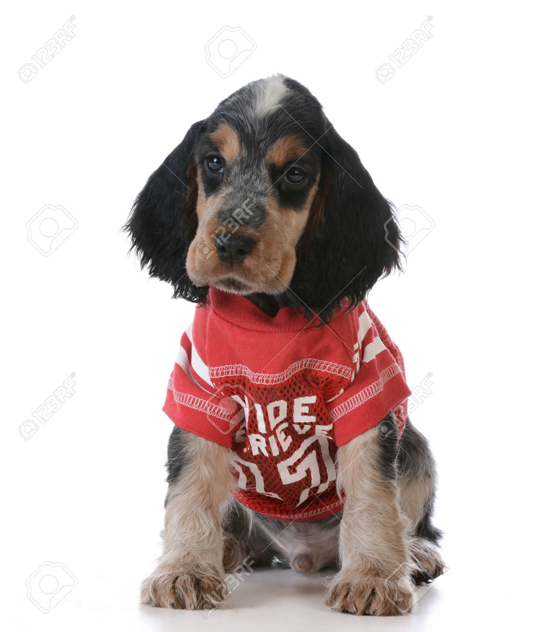 cocker spaniel dog clothes