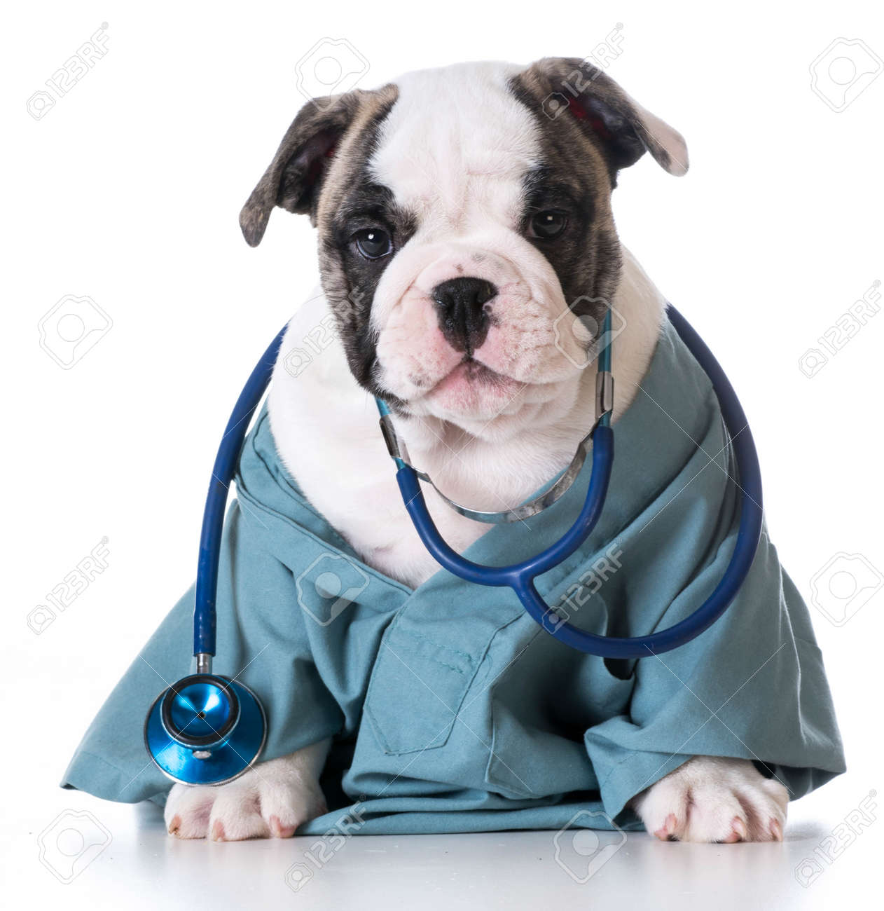 veterinary care - english bulldog wearing stethoscope on white background - 37177124 veterinary care - english bulldog wearing stethoscope on white background - 37177124