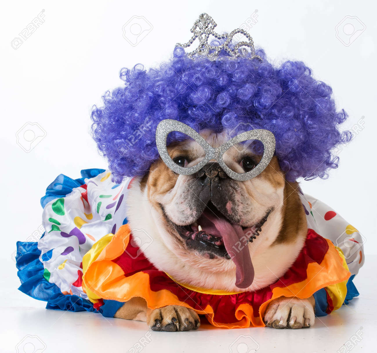 funny dog - english bulldog dressed up like a clown on white background - 37177140 funny dog - english bulldog dressed up like a clown on white background - 37177140