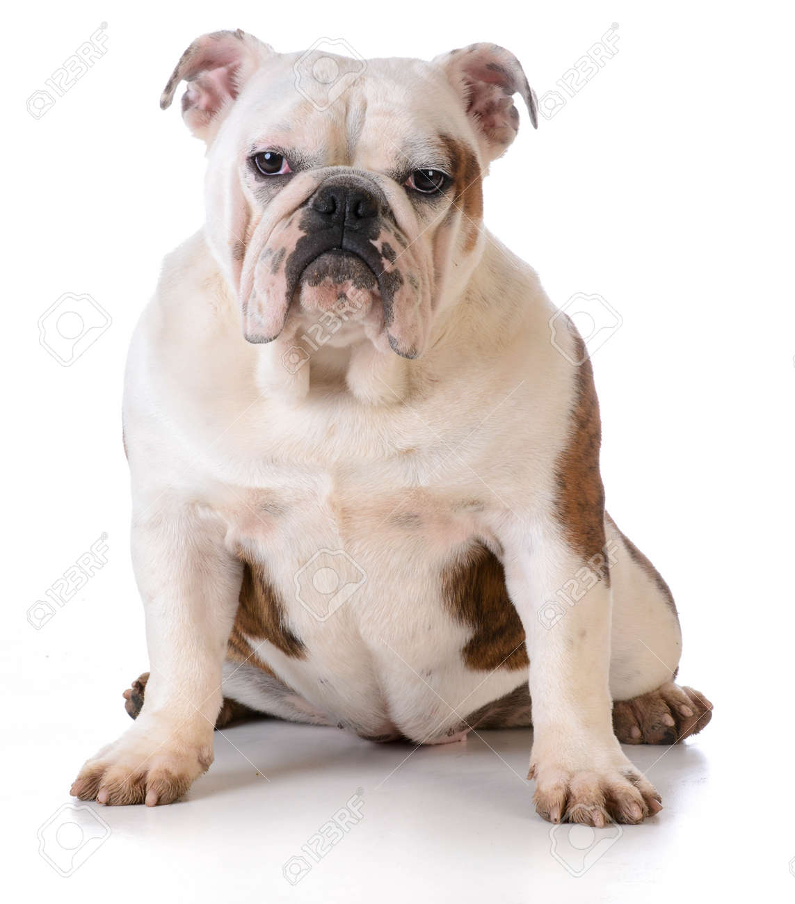 dog sitt