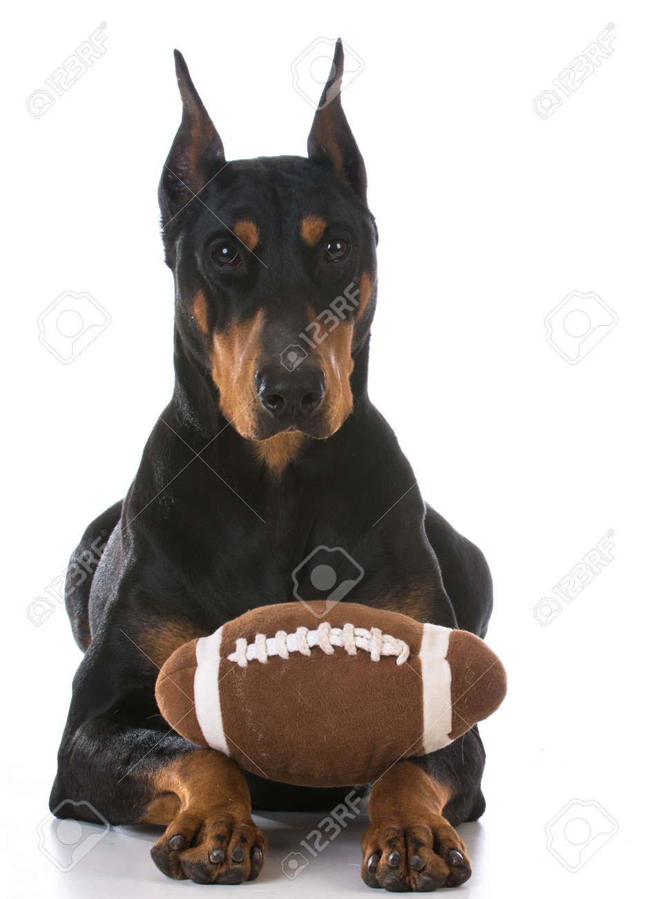 doberman toys